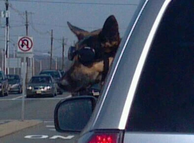 dog with head out of window dog with head out of window