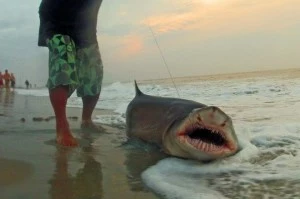 Shark caught in Ocean City Shark caught in Ocean City