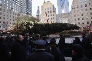 Rockefeller Center Christmas tree is raised into position Rockefeller Center Christmas tree is raised into position