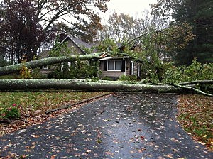 Tree across a driveway in Farmingdale Tree across a driveway in Farmingdale