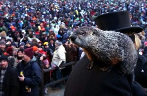 Punxsutawney Phil climbs on the shoulder of groundhog co-handler John Griffiths after making his 2013 prediction Punxsutawney Phil climbs on the shoulder of groundhog co-handler John Griffiths after making his 2013 prediction