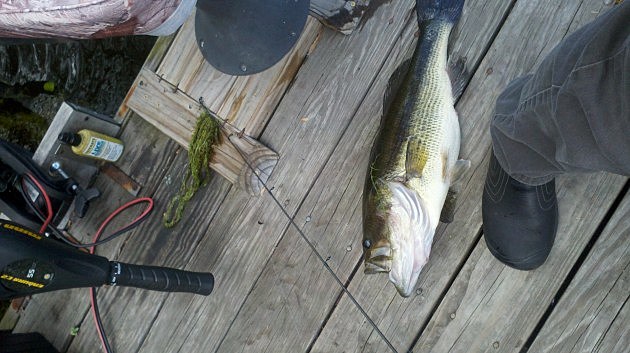 Dennis' 1st Bass of the season Dennis' 1st Bass of the season