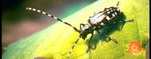 AsianLonghornedBeetle