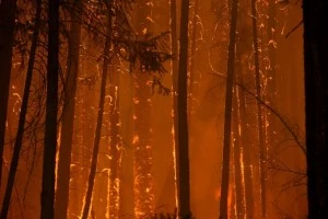 Flames from the Rim Fire consume trees near Groveland, California. Flames from the Rim Fire consume trees near Groveland, California.