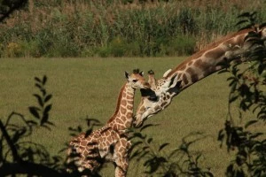 New baby giraffe at Cape May County Zoo New baby giraffe at Cape May County Zoo