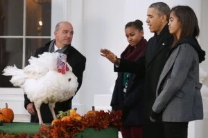 President Obama Pardons National Thanksgiving Turkey President Obama Pardons National Thanksgiving Turkey