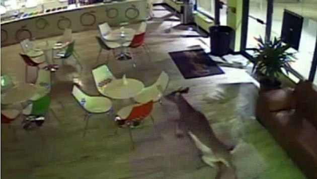 Video surveillance of deer inside Holmdel frozen yogurt shop Video surveillance of deer inside Holmdel frozen yogurt shop