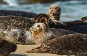 Harbor Seals Harbor Seals
