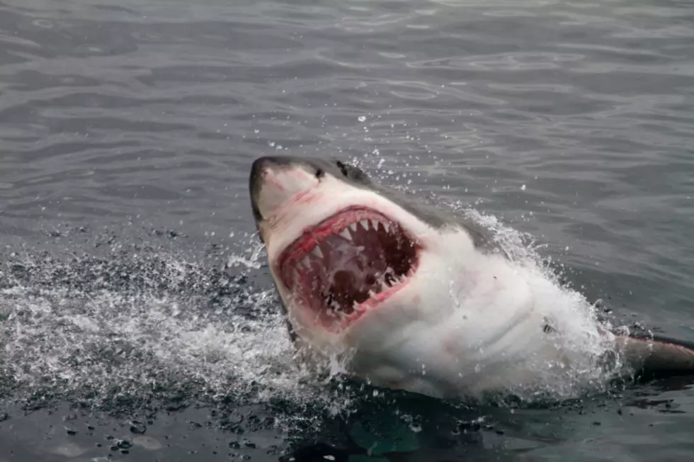 attacking shark (Peter_Nile, ThinkStock)