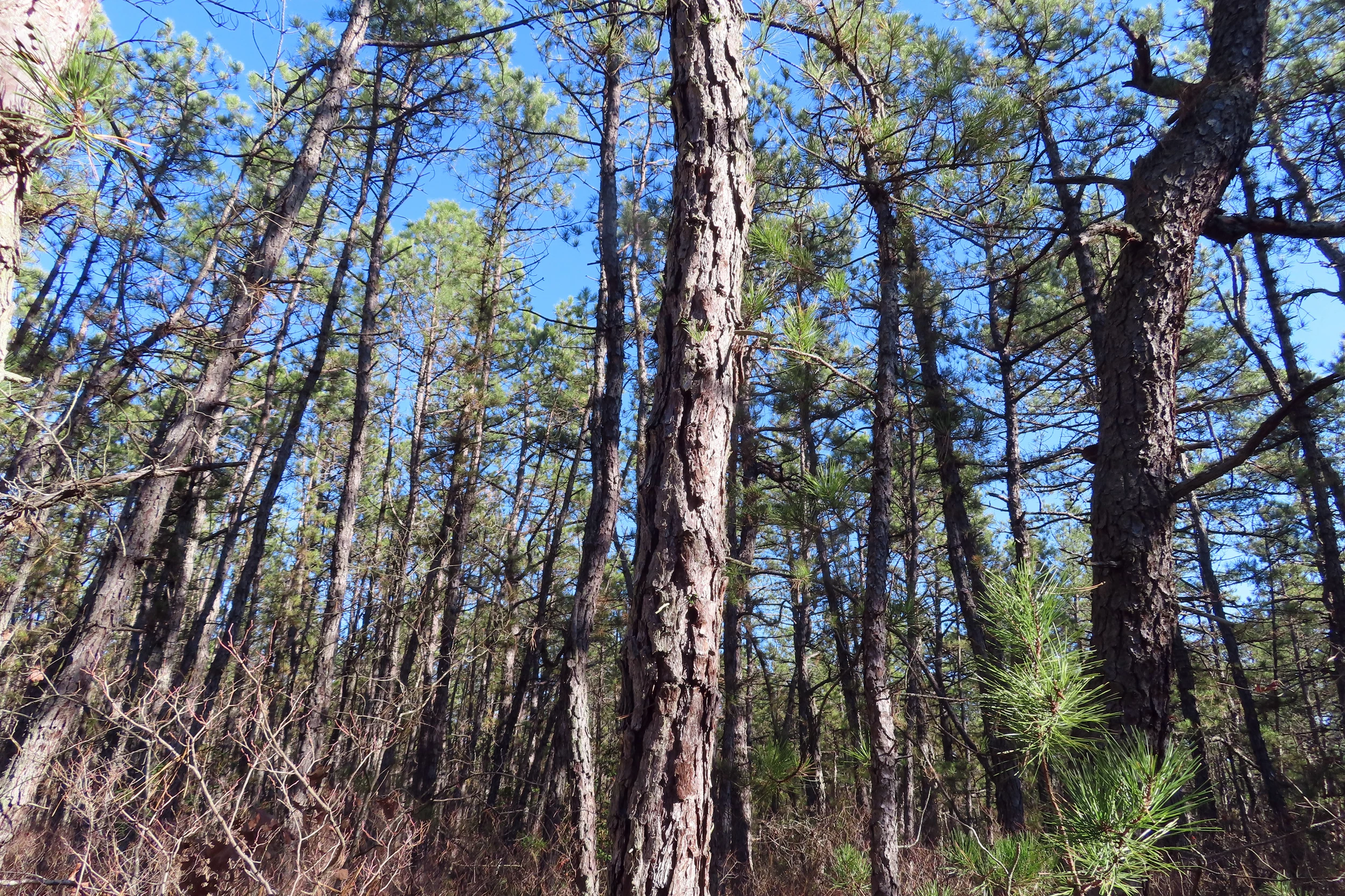 NJ has a plan to chop down 2.4 million trees — to save the
Pinelands?