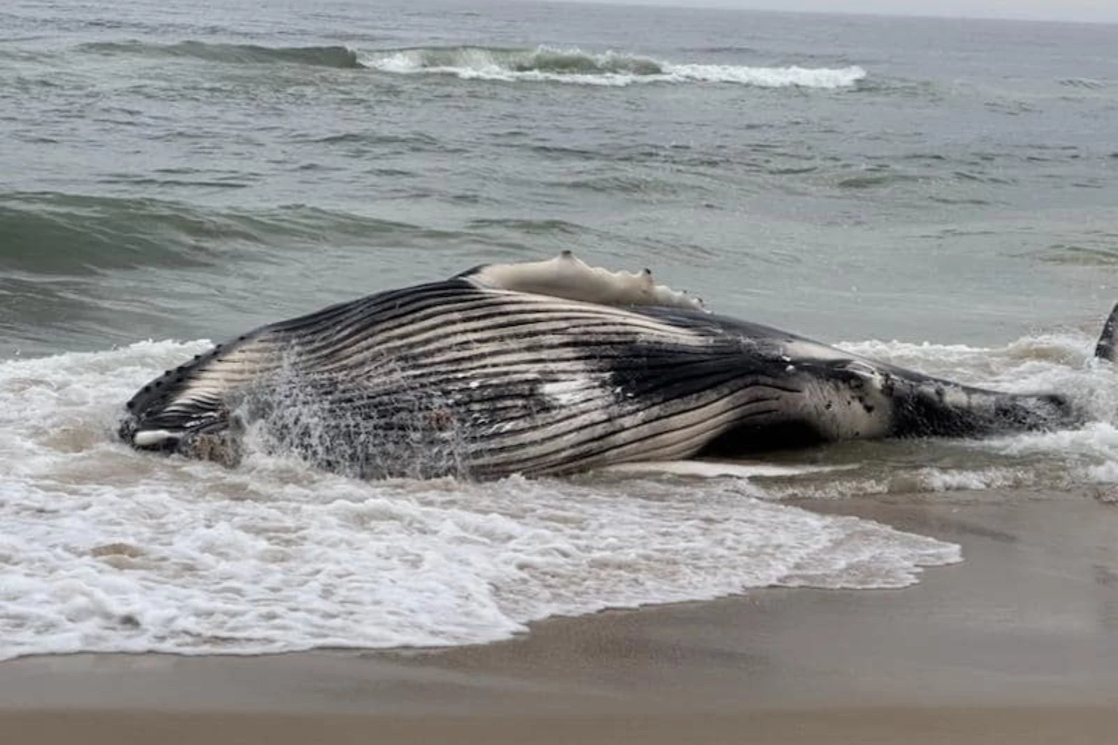 Whale stranded in the surf at the 51st Street beach in Long Beach Township 4/11/24