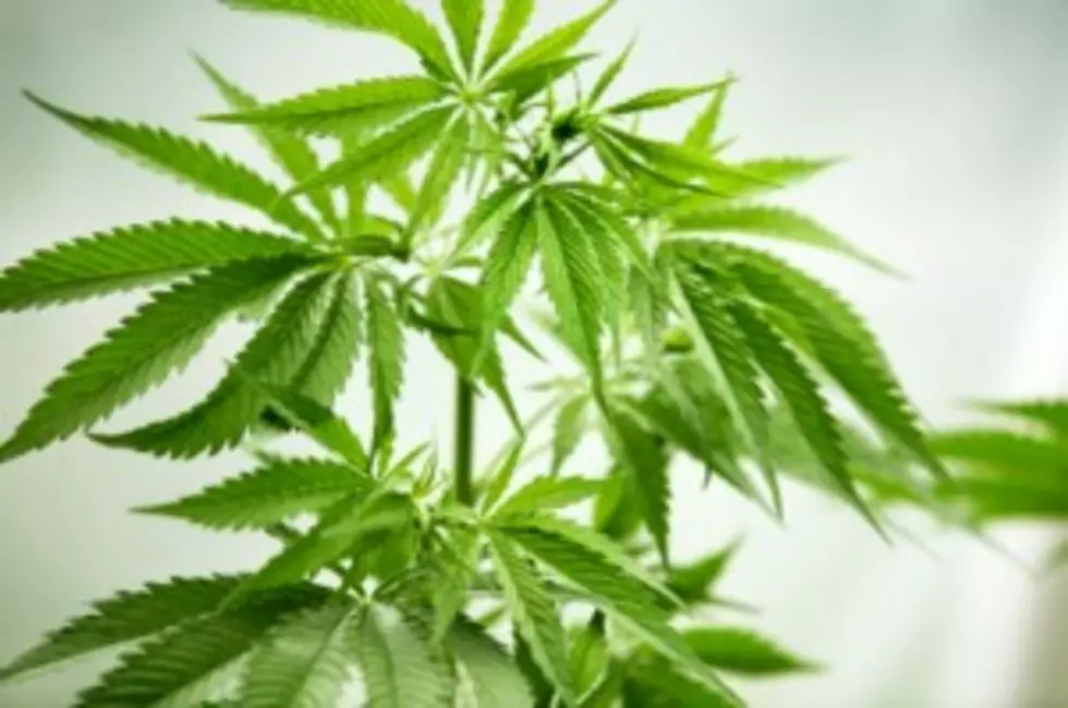 NJ Supreme Court Won’t Hear MS Patient’s Pot Case