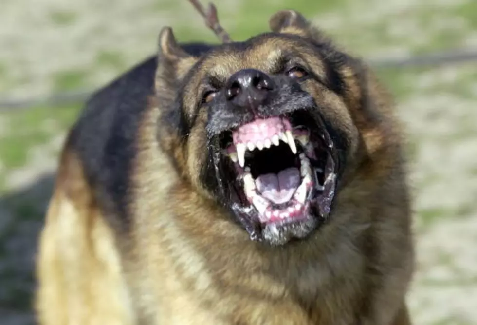 Owner Gets Summons After Dog Kills NJ Teen