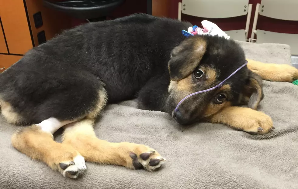 As Just Pups faces hundreds of cruelty charges, 450 dogs being put up for auction