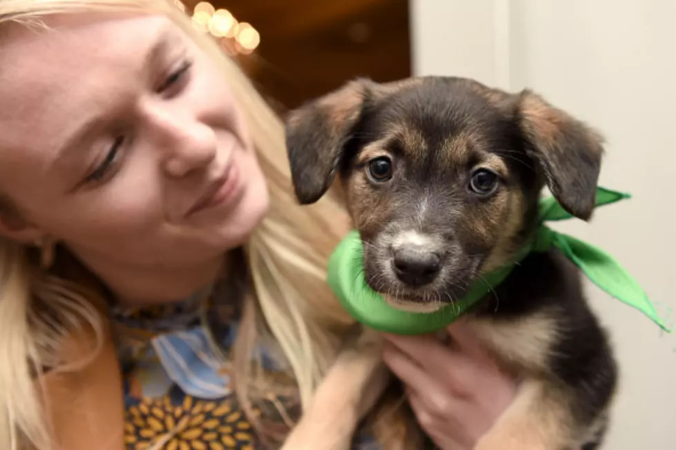 Achieving your dreams, terrible pets and more on ‘D+J Say’