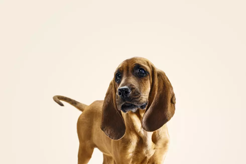Happy 4th for Fido? New doggy med for noise-related anxiety