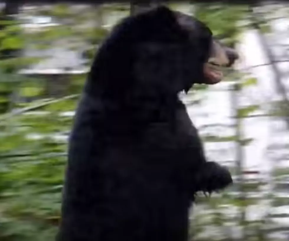 Fear mounts Pedals has been killed, but he’s just another bear