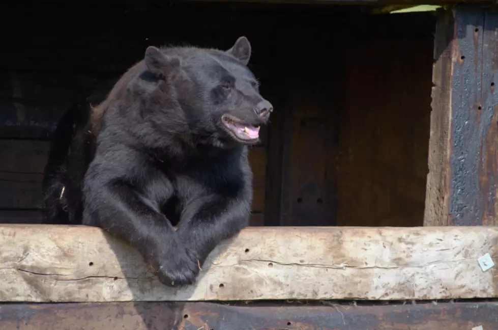 Here come the bears — What to do if you encounter one