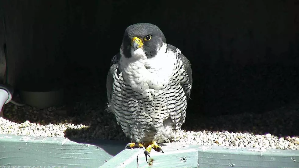 These wildlife species could disappear from New Jersey