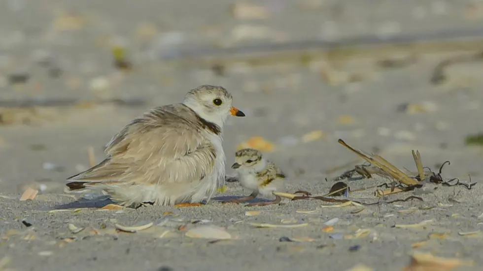 The piping plover struggles at the Jersey Shore