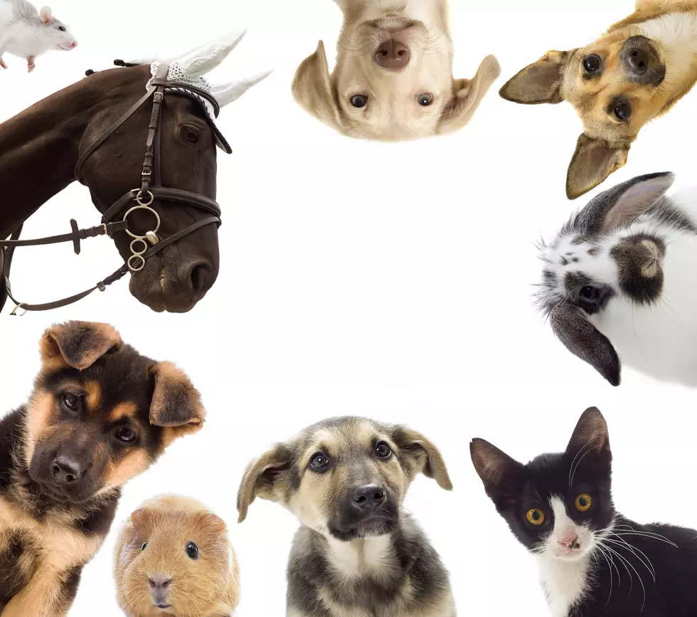 NJ atheists sue Bergen shelter over blessing of the animals
