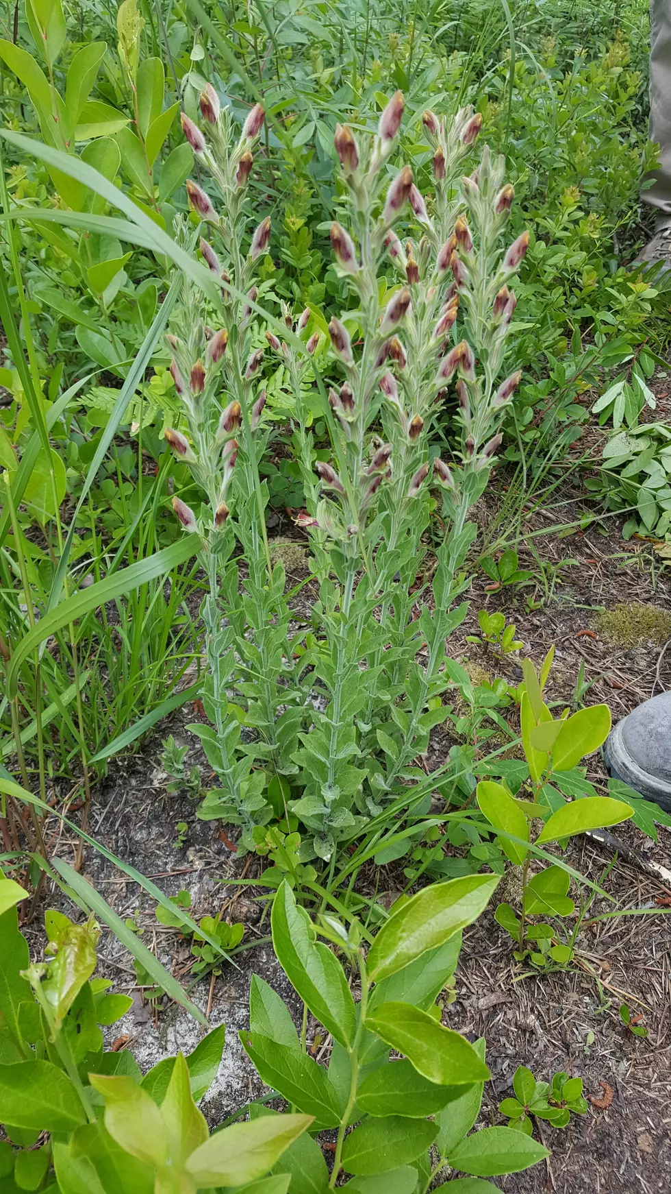 NJ is trying to keep this plant from going extinct