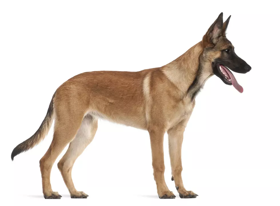 Should this be the official state dog of New Jersey?