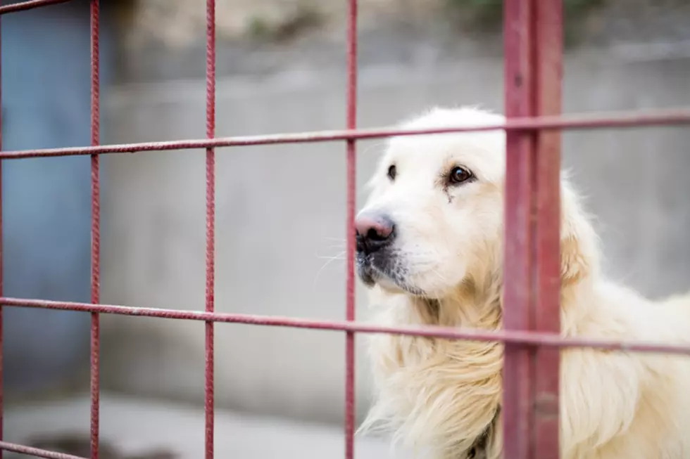 While some New Jersey pandemic pets are being returned, it’s not a trend