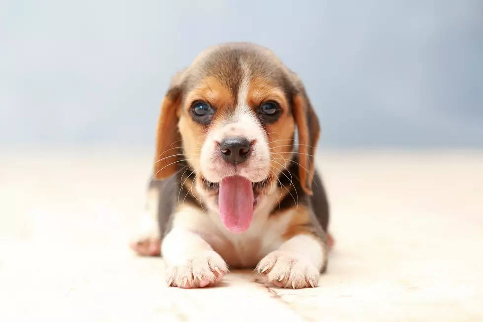 NJ animal rescue center opens in Freehold Raceway Mall