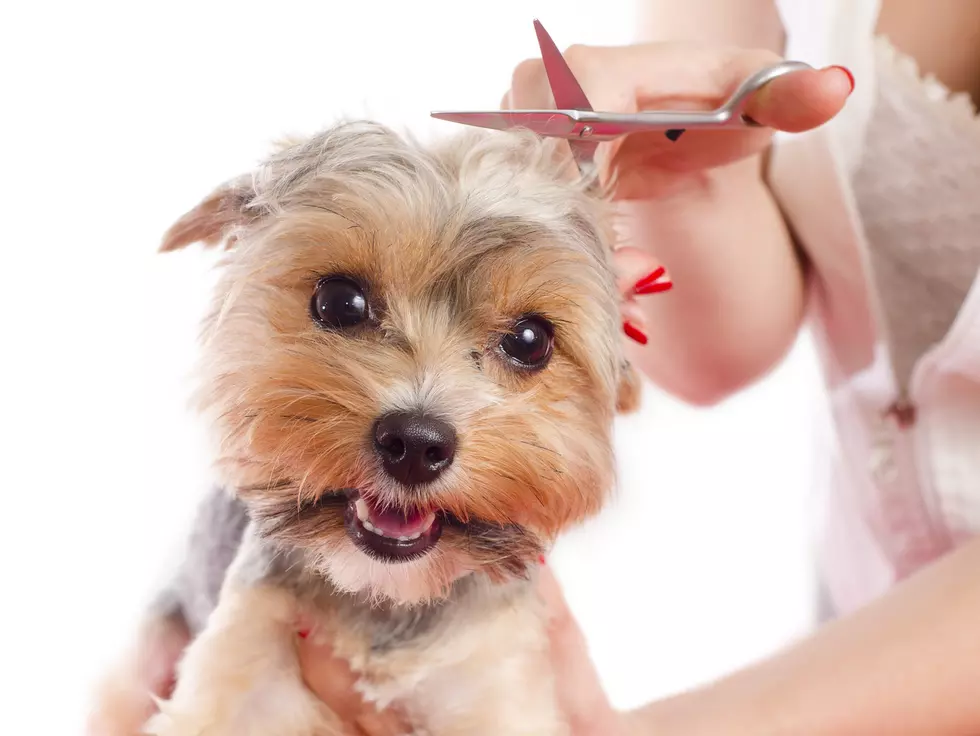 Our pets are costing NJ families more than we think