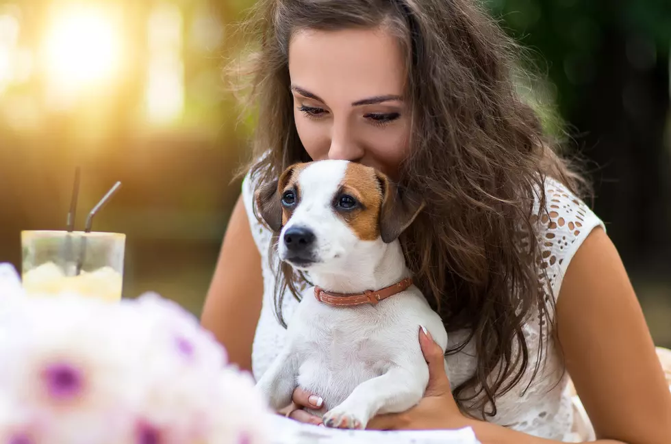 These NJ towns were rated among the most dog-friendly vacation spots