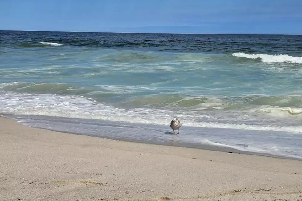 15 of the best beach eats at the Jersey Shore