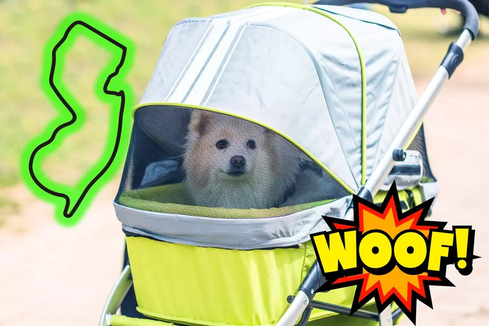 The sickening reason this NJ dog was in a baby stroller