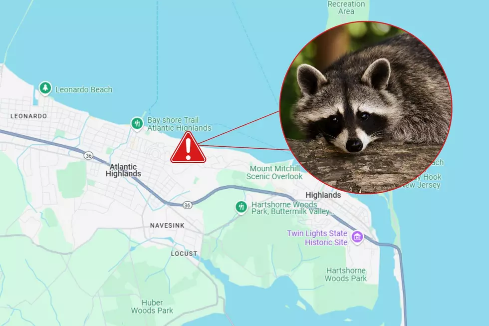 Close Call With A Sick Raccoon On The Henry Hudson Trail In Highlands, NJ