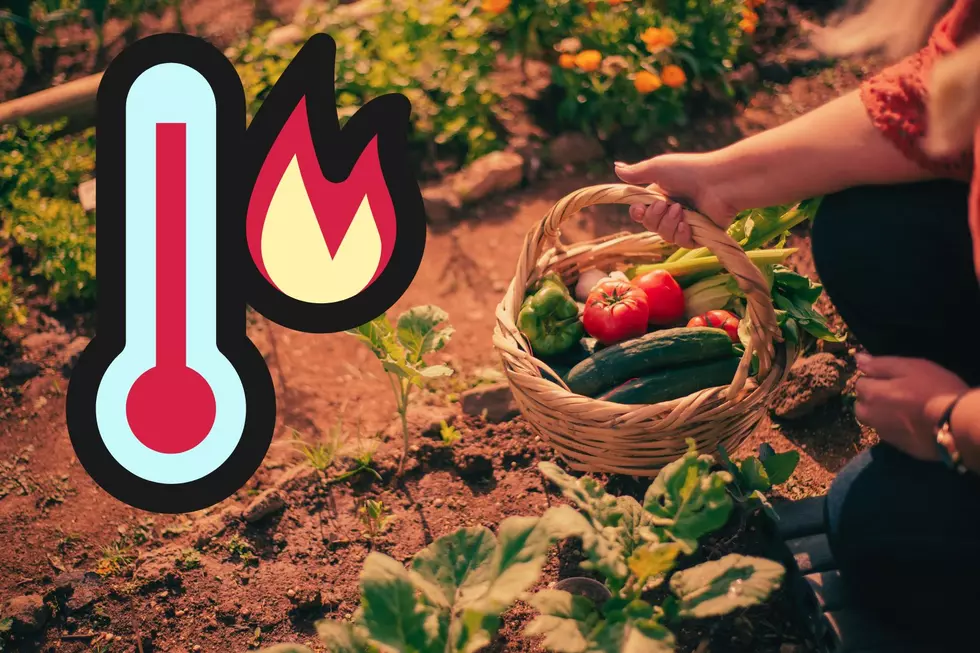 Why your NJ garden may not produce after extreme heat waves