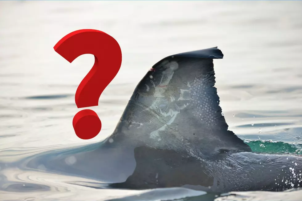 Was a man bit by a shark or something else in Ocean County? – NJ Top News