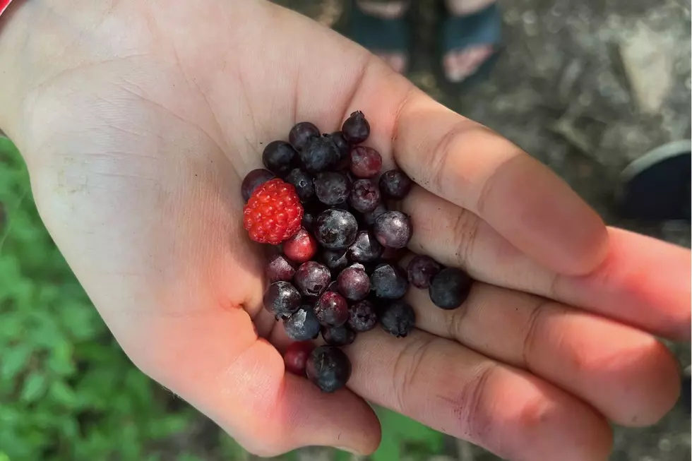 NJ wild berries are ready for the picking, but be careful