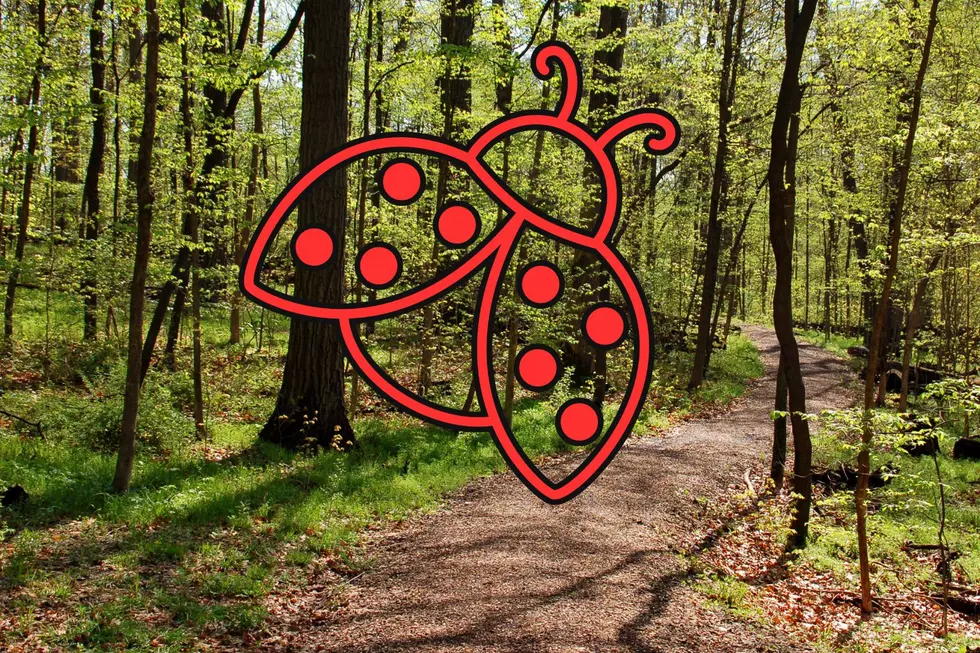 Spotted Lanternflies in NJ are back but panic seems to be fading away