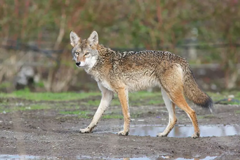 ‘Visibly sick’ coyote bites two Bergen County residents before being shot by police