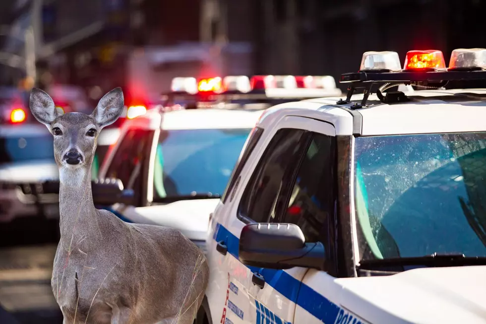 NJ cop blasted online after deer crash β but body cam reveals a very different story