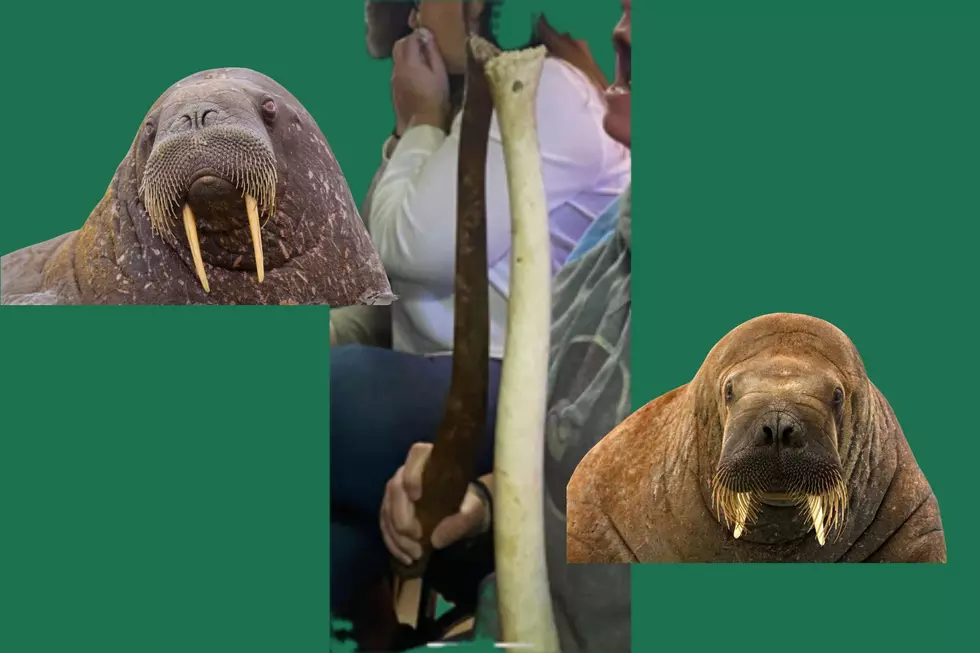 Camden bar wants its stolen walrus penis bone back — no hard feelings