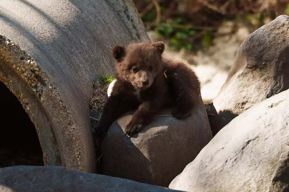 LOOK: Six Flags NJ has a new addition to it’s wild safari, and he’s adorable!