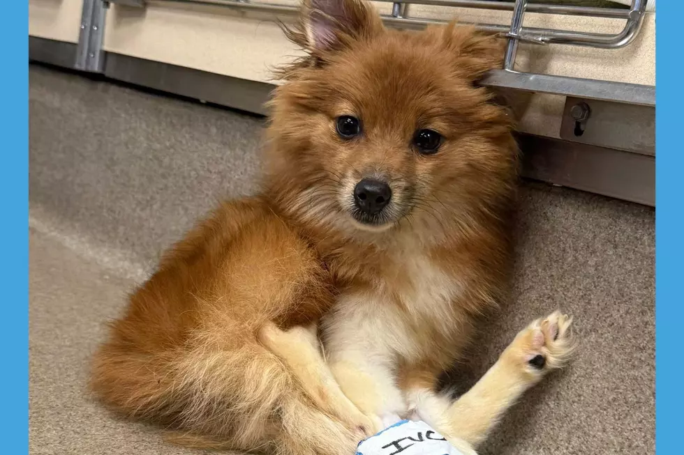 Emaciated dog found in crate in Marlboro fights for his life