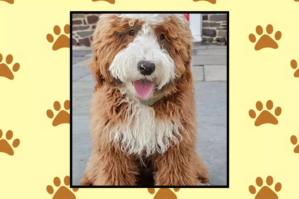 Meet the goldendoodle bringing hope to NJ kids in hospitals