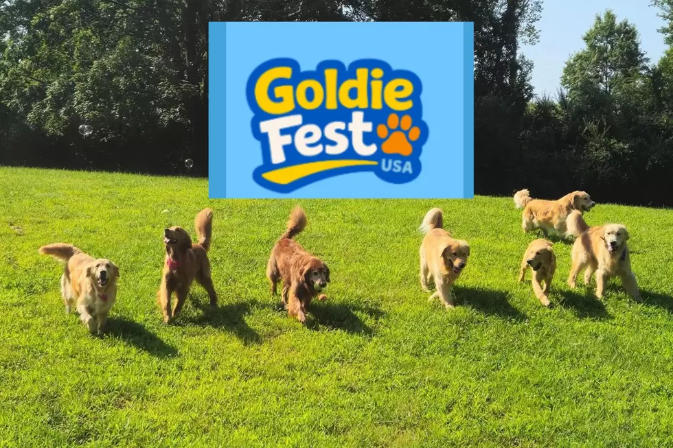 NJ’s cutest invasion: Golden retrievers take over Jersey Shore ballpark for a day